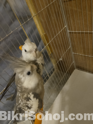 Cockatiel